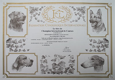 Urkunde Champion International de Courses für Galgo Español Hündin Romanow's Xamara