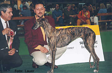 Galgo Español Hündin Rayma Ukelele