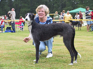 Galgo Español Rüde Little Lobito Akilios