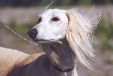 Robin - Saluki-Rüde Kakadu Pink Robin