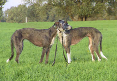 Sunny und Lulu halten Ausschau nach Hasen