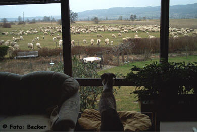 Arte del Viento zählt Schafe